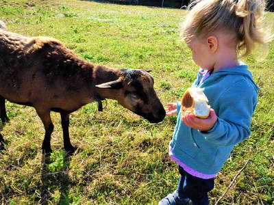 Bild 18 aus  Ostseeferienhof  Stoldt