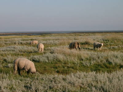 Schafe in den Salzwiesen und am Deich