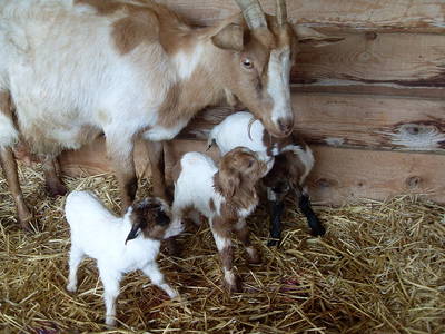 Bild 17 aus  Ferienhof Conrath