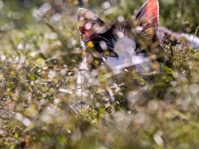 Bild 58 aus  Hofquartier Retzmoar