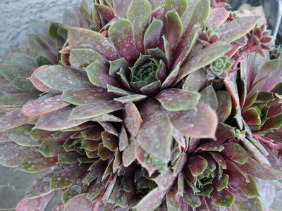 Bild 69 aus  Erlachhof