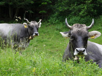 Bild 55 aus  Mühlehof Ennemoser