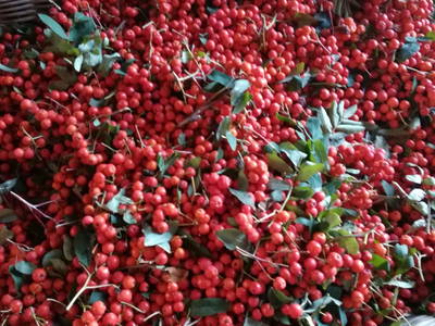 Bild 45 aus  Anderlbauer