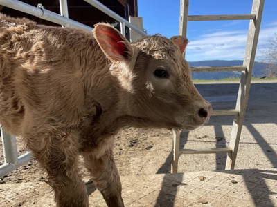 Bild 50 aus  Moarbauerhof