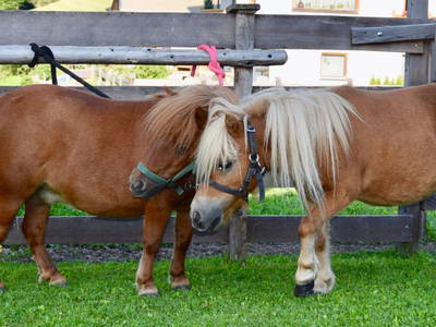 Bild 19 aus  Kinderbauernhof Albeineler Pitztal Tirol
