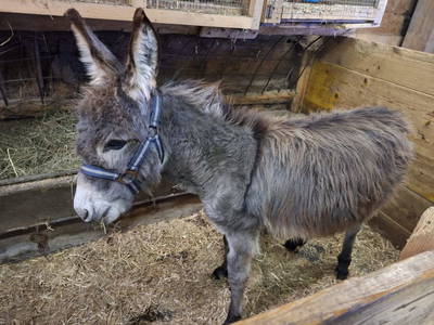 Bild 16 aus  Grillinghof