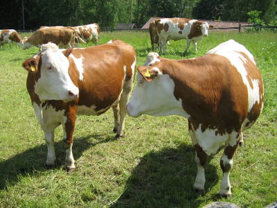 Bild 12 aus  Biohof Hammerschmidt