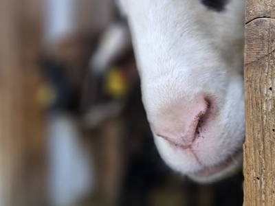 Bild 37 aus  Pfleger Ranch am Schönegg Gut