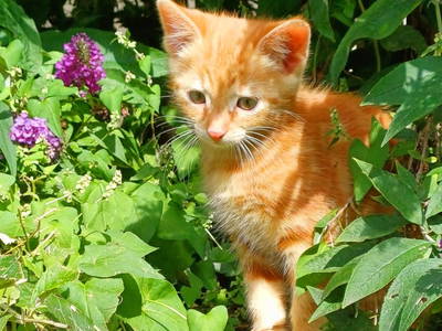 Bild 99 aus  Bergbauernhof Brandgut