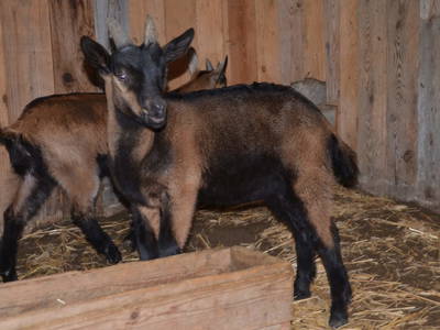 Bild 84 aus  Oberegghof