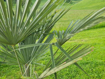 Bild 111 aus  Taxengut