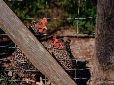 Bild 90 aus  Gasperhof