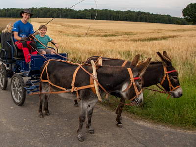 Bild 2 aus  Freizeit- und Ferienreiterhof Odenwald