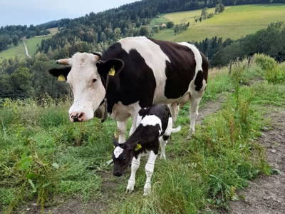 Bild 31 aus  Krieglhütte