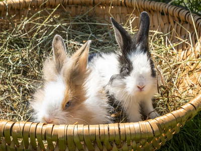 Bild 15 aus  Hinterhub