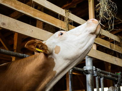 Bild 51 aus  Almhof Unterranner