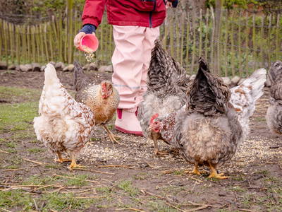 Fütterungsrunde auf dem Evershof