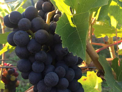 Bild 43 aus  FamilienWeinGut Feser mit Ferienwohnungen, Vinothek und Erlebnis am Jakobsweg-Rheinhessen