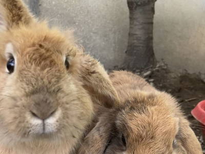 Bild 149 aus  Apartment "Kalbschädl"