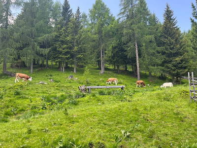 Bild 151 aus Neuwirth Hütte