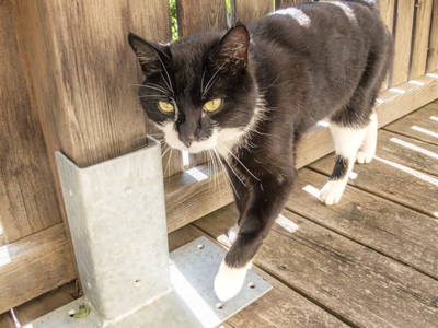 Bild 78 aus  Ferienhaus Oberpremgut