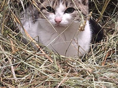 Bild 35 aus  Reiterhof Romanasa