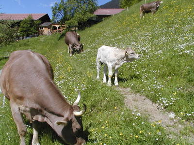 Bild 26 aus  Bio und Bergbauernhof Saller 