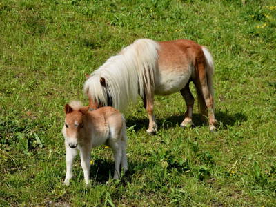 Bild 4 aus  Landhaus Eiter