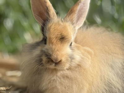 Bild 83 aus  Bio Bauernhof Oberbenk