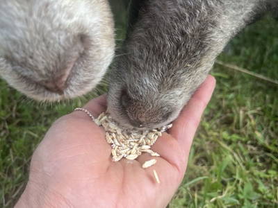 Bild 34 aus  Ascherhof