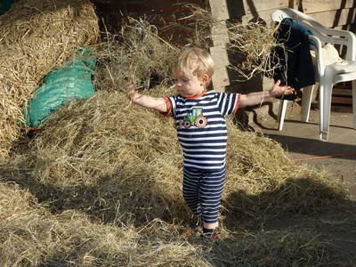 Bild 20 aus  Fjordgestüt Süderstapel GbR