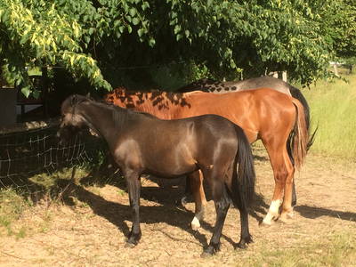 Bild 44 aus  Reitschule Fuchsenhof FN