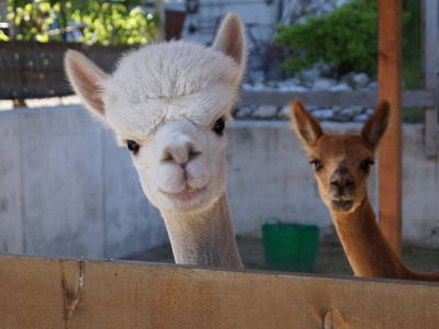 Alpakas Sunny und Tobi