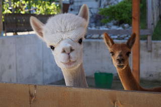 Ferienhof Grünsink - Alpakas Sunny und Tobi