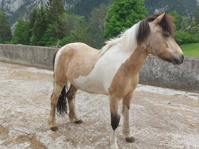 Bild 5 aus  Ferienhof Gindl,Gästehaus Gindl und Pferdehof