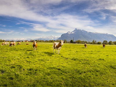 Bild 5 aus Testhof Salzburg