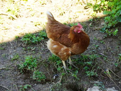 Bild 49 aus  Pfannreithof