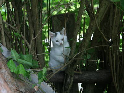 Bild 62 aus  Pieber-Staberhof