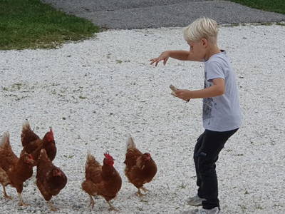 Bild 92 aus  Stroneggerhof