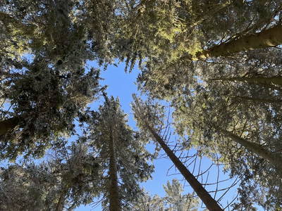 Bild 13 aus  Ferienwohnung Rüttwaldhof