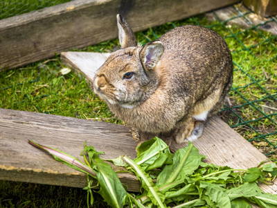 Bild 66 aus  Biohof Untergrabenbauer