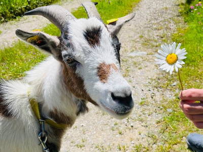 Bild 131 aus Ferienhof Obertenn