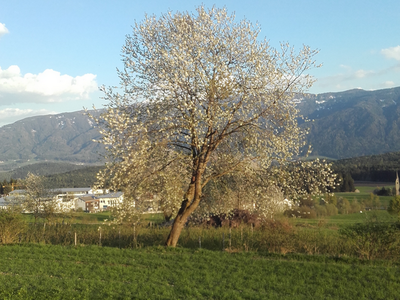 Bild 6 aus  Unterschöpferhof