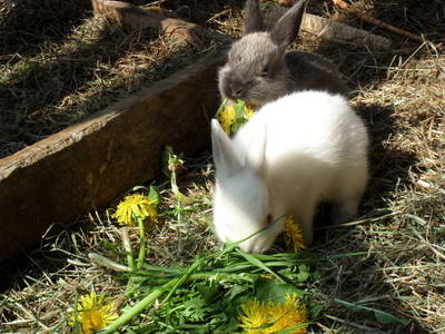 Bild 21 aus  Zwanzgerhof