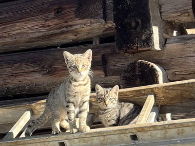 Bild 14 aus  Peterlehen