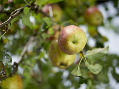 Bild 4 aus  Testhof UaB NÖ