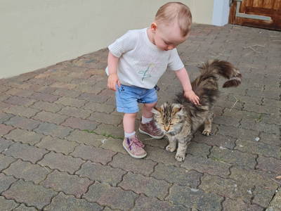 Bild 29 aus  Taxengut