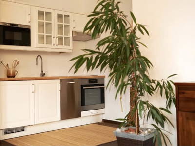 Bild 49 aus  Weingut Kleinschuster