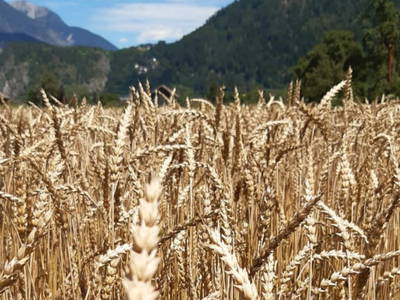 Bild 156 aus  Landhaus Zangerl - Kobelerhof