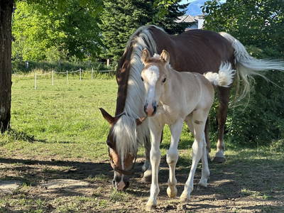 Bild 146 aus  Ferienhof Kirchbichl
